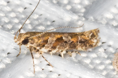 Aristotelia argentifera