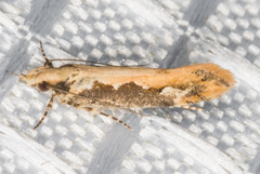 Ornativalva erubescens