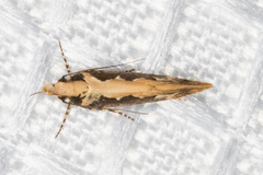 Ornativalva erubescens