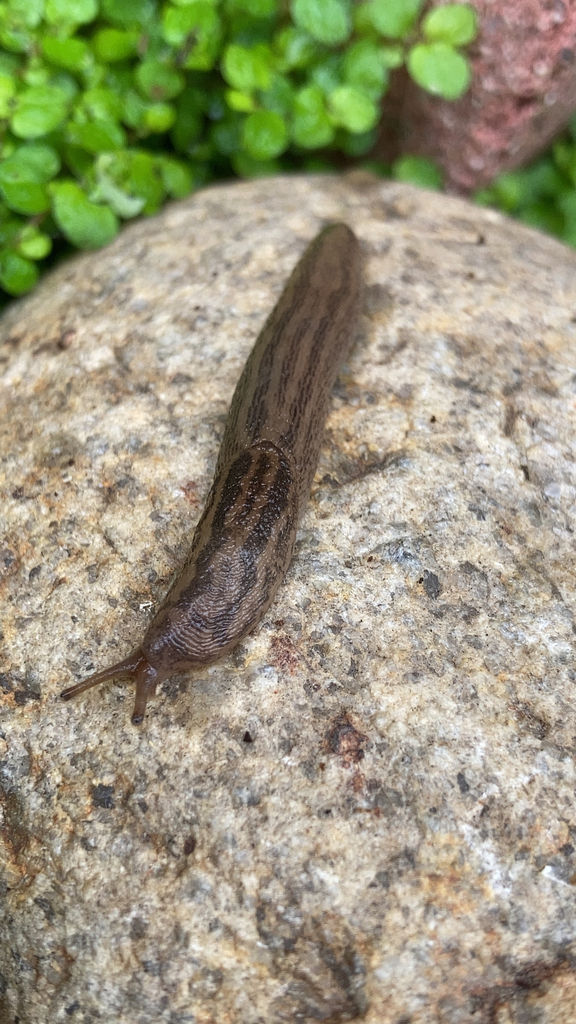 Balkan Threeband Slug