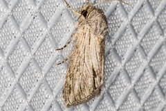 Cucullia cucullioides