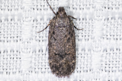 Gelechiini