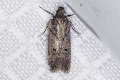 Gelechiini