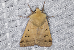 Dichagyris variabilis