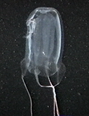 Alatina alata (Reynaud, 1830)