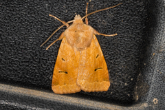 Dichagyris variabilis