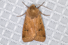 Dichagyris variabilis