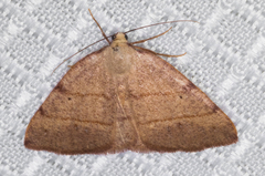 Drepanulatrix bifilata