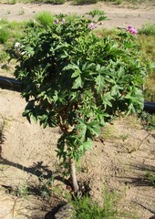 Pelargonium citronellum