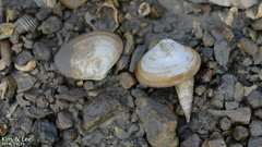 Coecella chinensis
