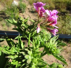 Pelargonium citronellum