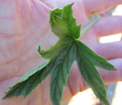 Pelargonium citronellum