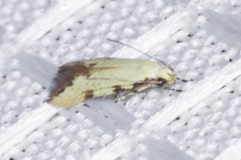 Taygete citrinella