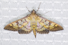 Mimorista subcostalis