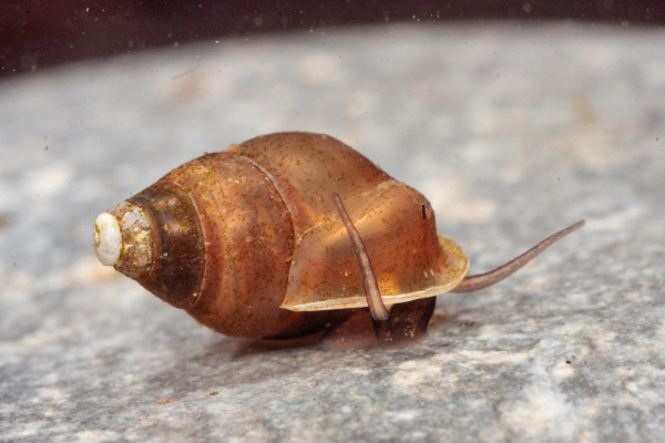 wide-lipped spring snail