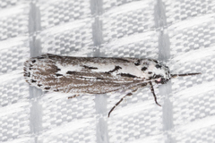 Ethmia semitenebrella