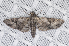 Eupithecia edna
