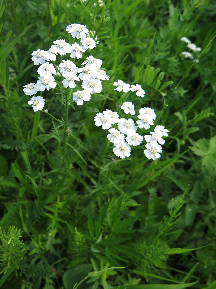 Achillea impatiens