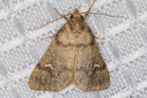 Narthecophora pulverea Smith, 1900