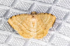 Taeniogramma octolineata