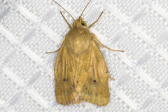 Heliocheilus paradoxus