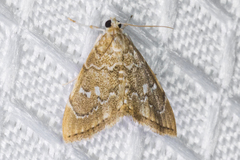 Scybalistodes vermiculalis