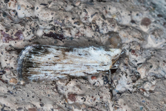 Catabenoides