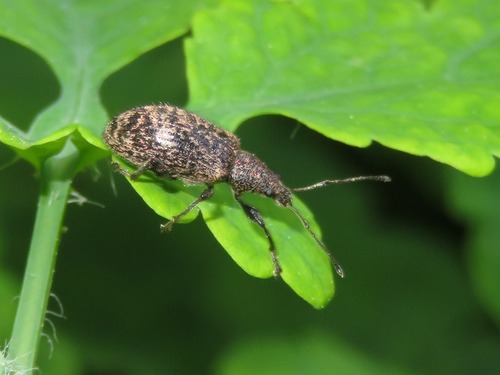 Phyllobius pilicornis, photo 3 of 10