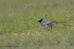 Motacilla alba