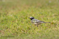 Motacilla alba