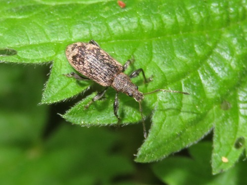 Phyllobius pilicornis, photo 2 of 10