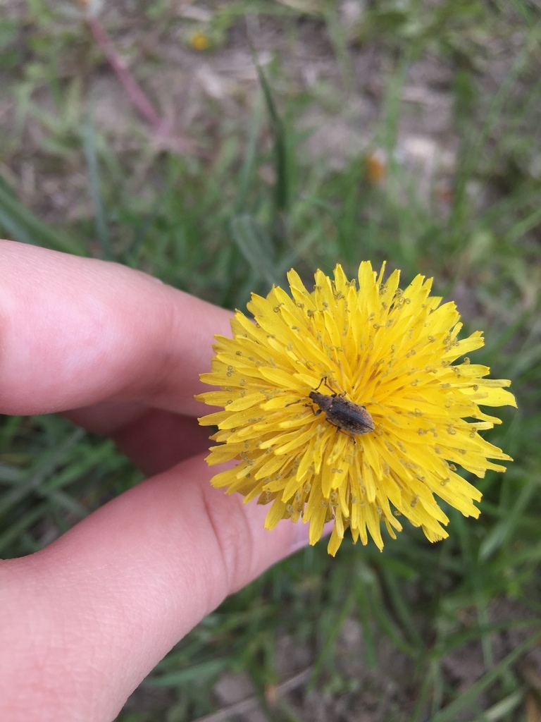 Common Leaf Weevil from Восточный административный округ, Москва ...