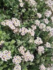 Androsace lanuginosa