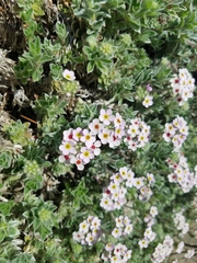 Androsace lanuginosa