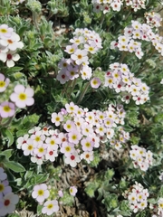 Androsace lanuginosa