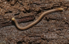 Cambalidae