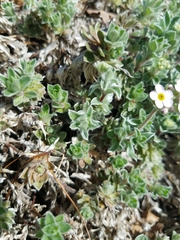 Androsace lanuginosa