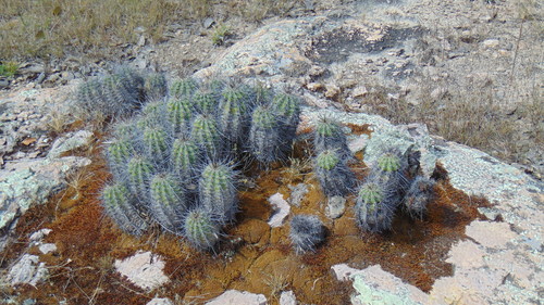 Echinocereus acifer
