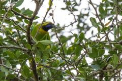 Chloropsis aurifrons