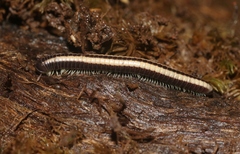 Spirobolellus immigrans