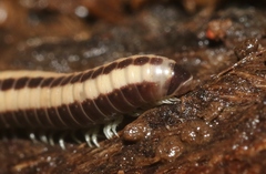 Spirobolellus immigrans