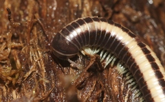 Spirobolellus immigrans