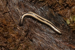 Spirobolellus immigrans