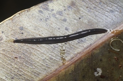 Endeavouria septemlineata