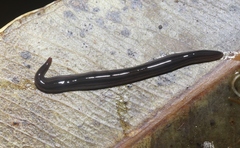 Endeavouria septemlineata