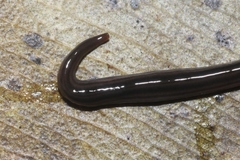 Endeavouria septemlineata