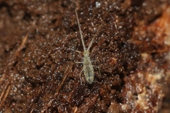 Salininae