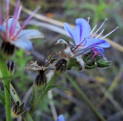 Lobostemon paniculatus