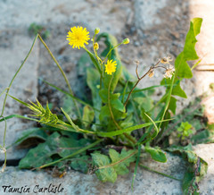 Crepis fraasii