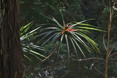 Freycinetia arborea